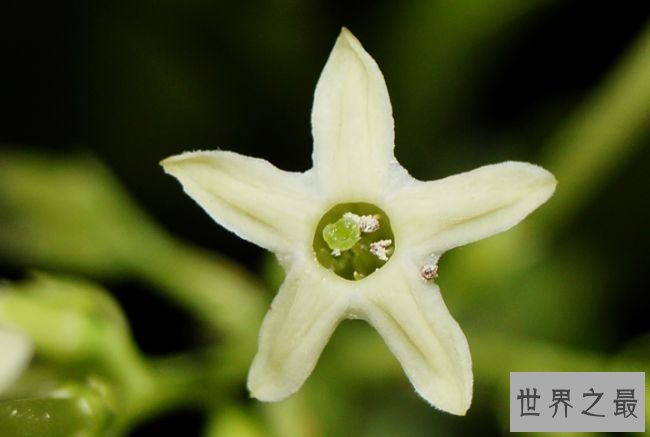 夜晚怒放的茉莉花
