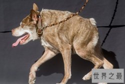 【图】世界上最丑的10只狗，狗自己被恶心傻了(组图)