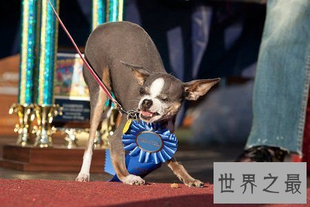 【图】世界上最丑的10只狗，狗本人被恶心傻了(组图)