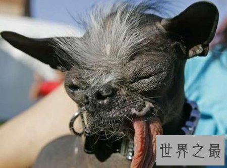 【图】世界上最丑的10只狗，狗本人被恶心傻了(组图)