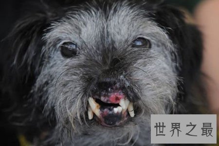 【图】世界上最丑的10只狗，狗本人被恶心傻了(组图)