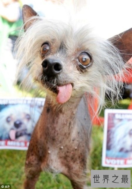 【图】世界上最丑的10只狗，狗本人被恶心傻了(组图)