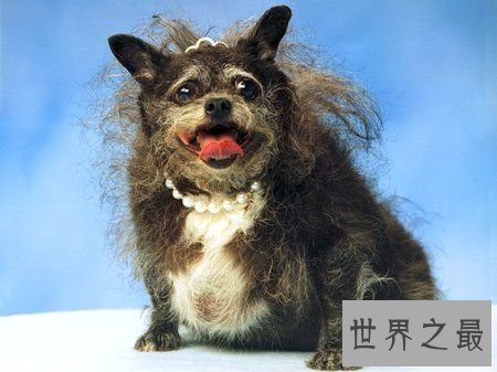 【图】世界上最丑的10只狗，狗本人被恶心傻了(组图)