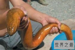 【图】世界上最大的黄鳝，36斤重巨型大黄鳝(已成精)