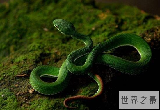 【图】最漂亮的毒蛇竹叶青蛇，中国十大毒蛇的颜值担