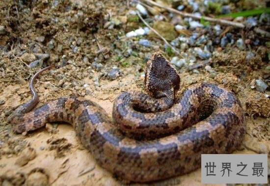 【图】最漂亮的毒蛇竹叶青蛇，中国十大毒蛇的颜值担