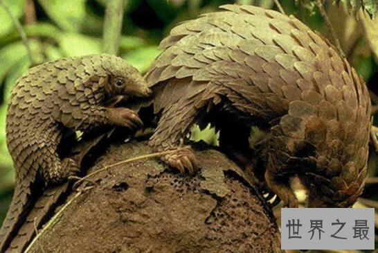 【图】世界上最大的昆虫，清点12个超巨型大虫子(图)