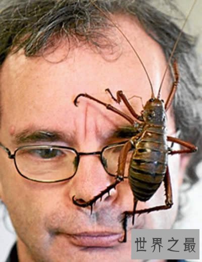 【图】世界上最大的昆虫，清点12个超巨型大虫子(图)