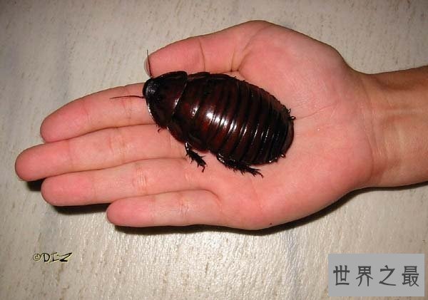 【图】世界上最大的昆虫，清点12个超巨型大虫子(图)
