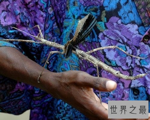 【图】世界上最大的昆虫，清点12个超巨型大虫子(图)