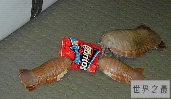 【图】世界上最大的昆虫，清点12个超巨型大虫子(图)