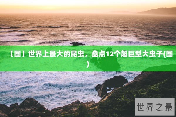 【图】世界上最大的昆虫，盘点12个超巨型大虫子(图)