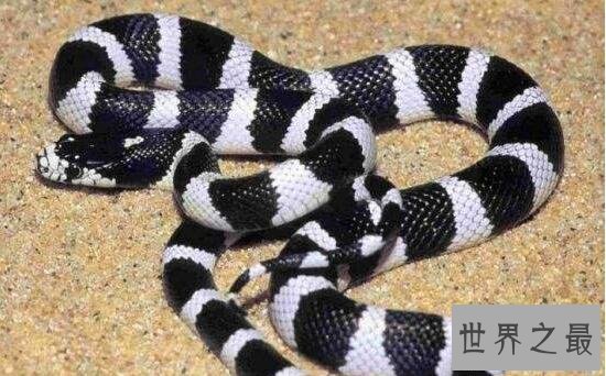 【图】最漂亮的毒蛇竹叶青蛇，中国十大毒蛇的颜值担