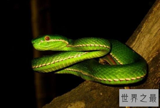 【图】最漂亮的毒蛇竹叶青蛇，中国十大毒蛇的颜值担