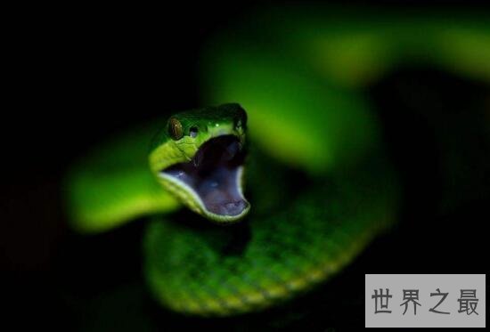 【图】最漂亮的毒蛇竹叶青蛇，中国十大毒蛇的颜值担