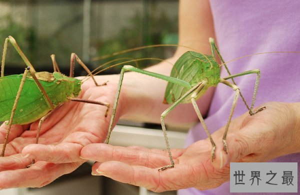 【图】世界上最大的昆虫，清点12个超巨型大虫子(图)