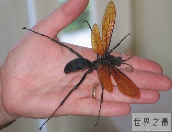 【图】世界上最大的昆虫，清点12个超巨型大虫子(图)