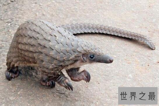 【图】森林卫士中华穿山甲，比大熊猫还珍贵的罕见物