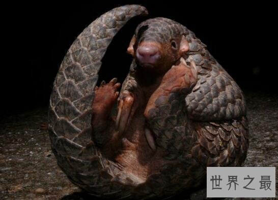 【图】森林卫士中华穿山甲，比大熊猫还珍贵的罕见物