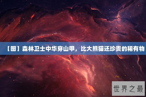 【图】森林卫士中华穿山甲，比大熊猫还珍贵的稀有物