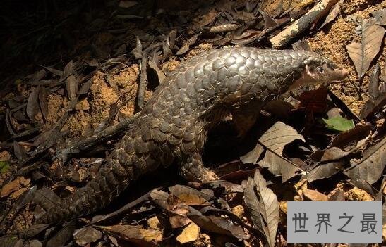 【图】森林卫士中华穿山甲，比大熊猫还珍贵的罕见物