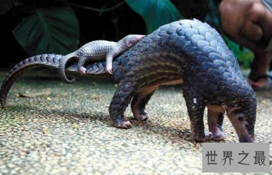 【图】森林卫士中华穿山甲，比大熊猫还珍贵的罕见物