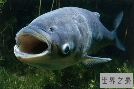【图】世界十大最厉害咸水鱼，清点那些吃人的恐惧鱼
