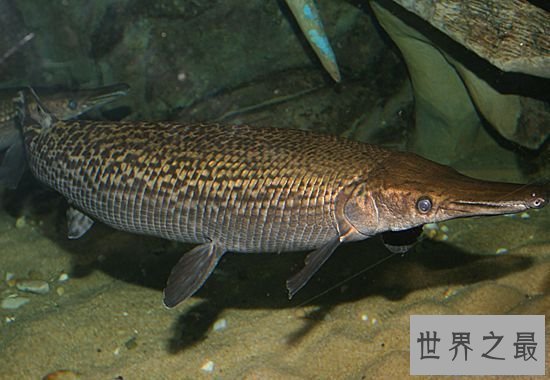 【图】世界十大最厉害咸水鱼，清点那些吃人的恐惧鱼