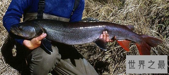 【图】世界十大最厉害咸水鱼，清点那些吃人的恐惧鱼