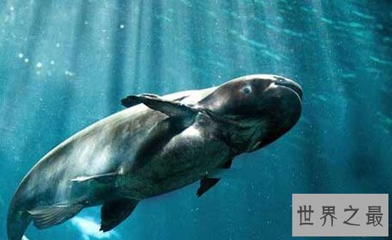 【图】世界十大最厉害咸水鱼，清点那些吃人的恐惧鱼