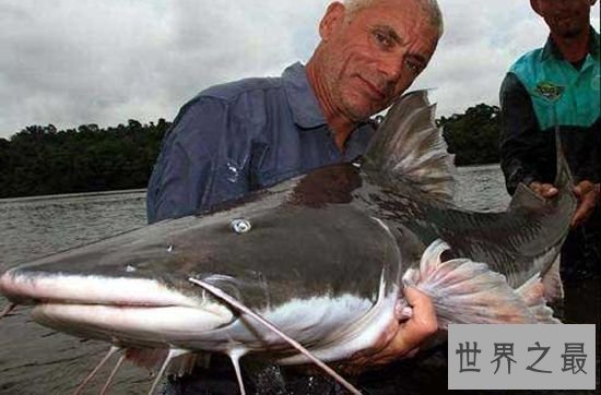 【图】世界十大最厉害咸水鱼，清点那些吃人的恐惧鱼