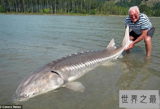 【图】世界十大最厉害咸水鱼，清点那些吃人的恐惧鱼