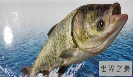 【图】世界十大最厉害咸水鱼，清点那些吃人的恐惧鱼
