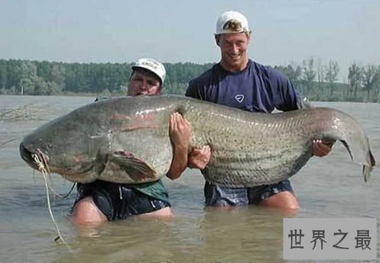 【图】世界十大最厉害咸水鱼，清点那些吃人的恐惧鱼