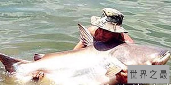 【图】世界十大最厉害咸水鱼，清点那些吃人的恐惧鱼