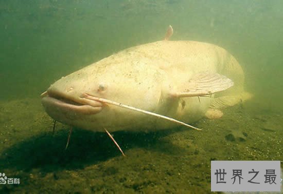 【图】世界十大最厉害咸水鱼，清点那些吃人的恐惧鱼