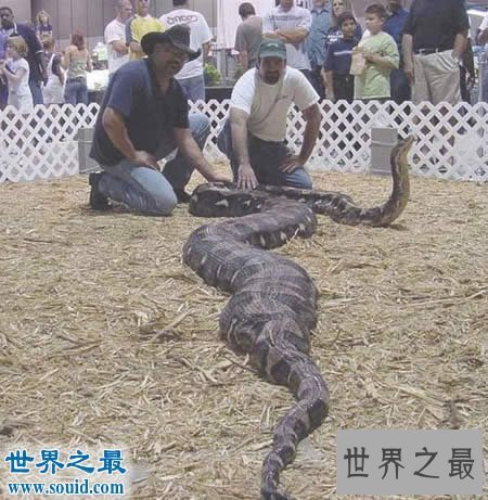 【图】发现世界上最大的蛇，长19米一口吃掉成人(多图