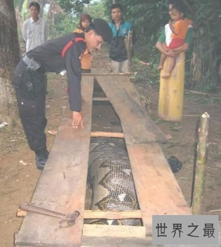 【图】发现世界上最大的蛇，长19米一口吃掉成人(多图