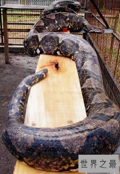 【图】发现世界上最大的蛇，长19米一口吃掉成人(多图