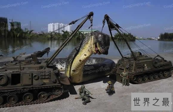 【图】发现世界上最大的蛇，长19米一口吃掉成人(多图