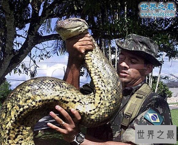 【图】发现世界上最大的蛇，长19米一口吃掉成人(多图