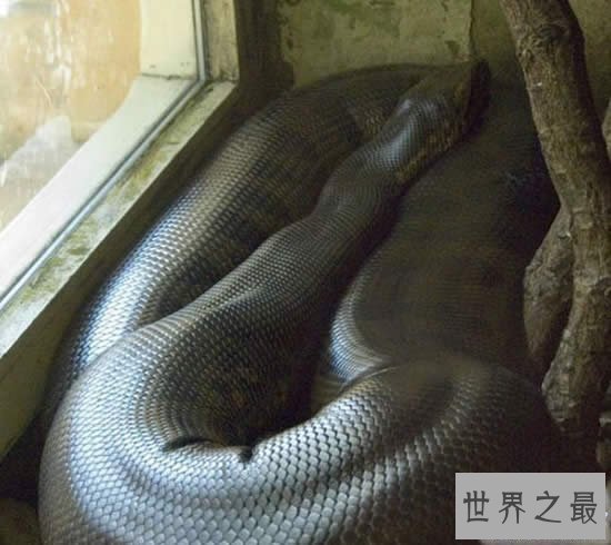 【图】发现世界上最大的蛇，长19米一口吃掉成人(多图