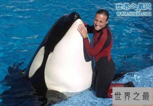 【图】世界上最恐惧陆地动物，杀人鲸(一口吞吃人类的