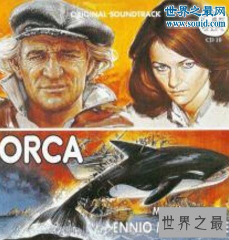 【图】世界上最恐惧陆地动物，杀人鲸(一口吞吃人类的