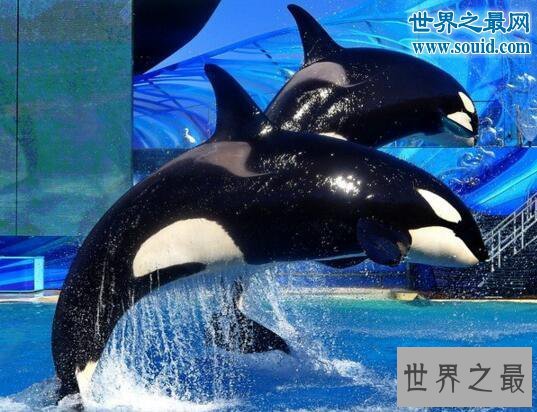 【图】世界上最恐惧陆地动物，杀人鲸(一口吞吃人类的