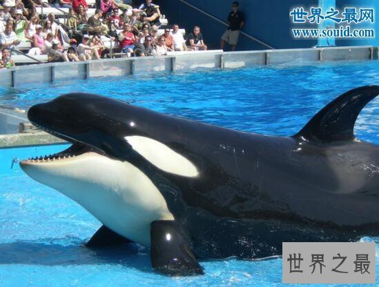 【图】世界上最恐惧陆地动物，杀人鲸(一口吞吃人类的