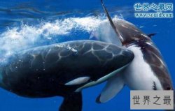 【图】世界上最恐怖海洋动物，杀人鲸(一口吞吃人类的