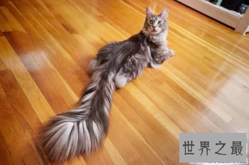 【图】世界上尾巴最长的猫，长达45厘米(神奇的动物)