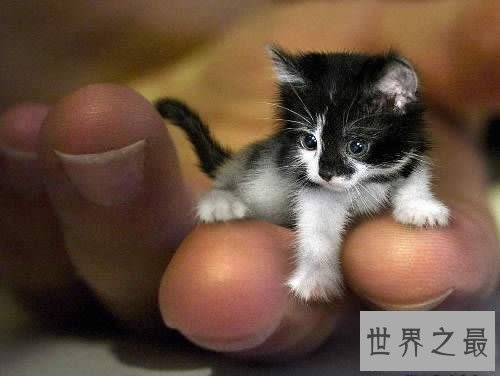 【图】世界上尾巴最长的猫，长达45厘米(神奇的动物)