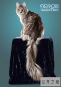 【图】世界上尾巴最长的猫，长达45厘米(神奇的动物)